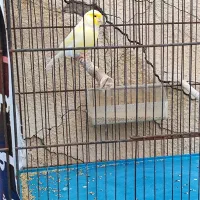 قناری ماده گلاستر