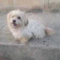 واگذاری سگ شتزو پاکوتاه ماده