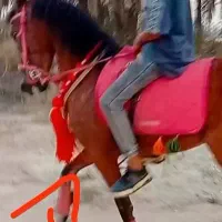 تجهیزات اسب