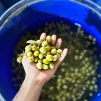 زیتون کنسروی