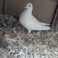 کفتر سفید نر