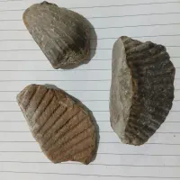 فسیل صدف|کلکسیون اشیاء عتیقه|تهران, میدان ولیعصر|دیوار