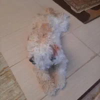 سگ شیتزو نر