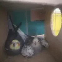 یک جفت عروس|پرنده|مینودشت, |دیوار