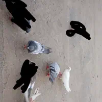 کفتر جوجه