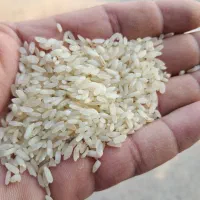 برنج لنجان اعلا کاشت امسال|خوردنی و آشامیدنی|اصفهان, بوستان زاینده رود|دیوار