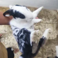 خرگوش|موش و خرگوش|شوشتر, |دیوار