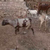 نری|حیوانات مزرعه|بندرعباس, |دیوار
