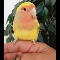 طوطی برزیلی،کوتوله