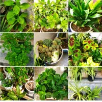 فروش ویژه یلدایی|گل و گیاه طبیعی|کرج, شهرک بهداری|دیوار