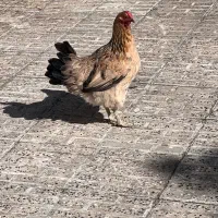 مرغ سالم و سرحال تخم گذار