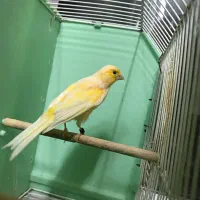 کمربند.قناری ماده ۲ عدد|کیف، کفش، کمربند|اردبیل, |دیوار