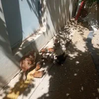 یک عدد بوقلمون با ۱۲ عدد جوجه مرغ ۲ ماهه
