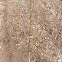 نهال گردو|گل و گیاه طبیعی|آشخانه, |دیوار