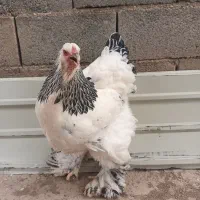 برهما لایت|حیوانات مزرعه|صوفیان, |دیوار