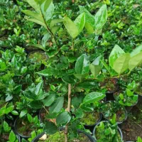 یاس هلندی|گل و گیاه طبیعی|رحیمآباد, |دیوار