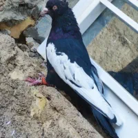 کفتر بهبهانی سینه سیاه سبز دم سفید دم قهوی