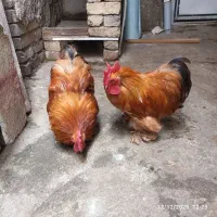 خروس کوشین|حیوانات مزرعه|رشت, سلیمانداراب|دیوار