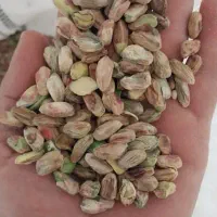 مغز سبز وکال اکبری ف وری