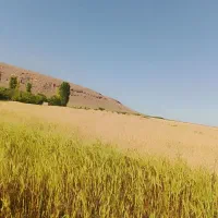 زمین-کشاورزی