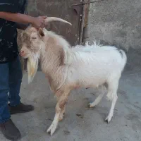 تکه سانن|حیوانات مزرعه|درمیان, |دیوار