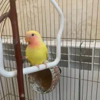 طوطی کوتوله صورت هلویی برزیلی