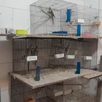 معاوضه عروس با گرینچیک و راهب|پرنده|کاشان, دشت چال|دیوار