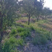 باغ ۵۷۰متر بادرختان میوه۲بحرخیابون فروش یا معاوضه