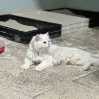 پرشین سفید / هیمالین / اسکاتیش ماده