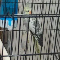 عروس گل باقالی