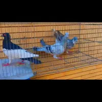 2تا نر سوراخ|پرنده|کرمان, |دیوار