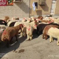 گوسفندوبره عربی چاق چاق((همراه باقصاب رایگان))|حیوانات مزرعه|اهواز, زیباشهر|دیوار