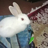 خرگوش|موش و خرگوش|ازنا, |دیوار