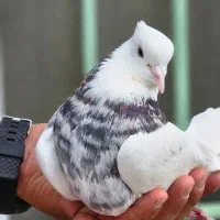 کبوتر|پرنده|شاهین دژ, |دیوار