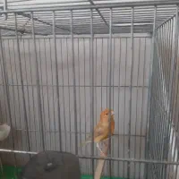 قناری ماده دارچینی،آماده آماده،کاملاً سالم|پرنده|اصفهان, سنبلستان|دیوار