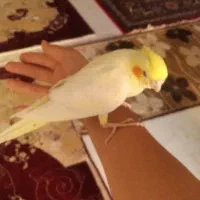 واگذاری رایگان