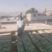 کفتر پلاکی وبهبهونی فسا|پرنده|شیراز, شهرک مدرس|دیوار