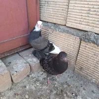 دوتا جوجه تهرانی