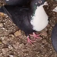 کبوتر سیاه رسمی