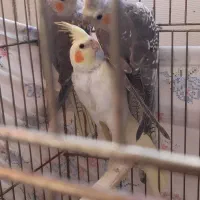 عروس هلندی|پرنده|یزد, |دیوار