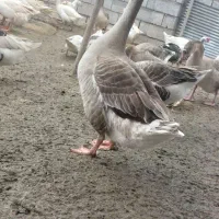 غاز بالغ قو غاز آفریقایی و اکراینی