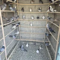 کفتر یا کبوتر|پرنده|ری, علایین|دیوار