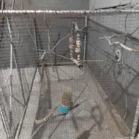 قفس پرنده محکم|لوازم جانبی حیوانات|سیرجان, |دیوار