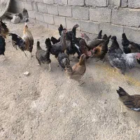 فروش تعدادی مرغ وخروس