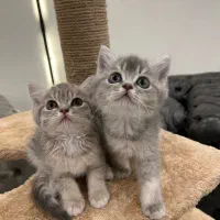 بریتیش بلوگلد عروسک