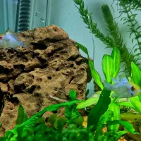 ماهی رامیزی