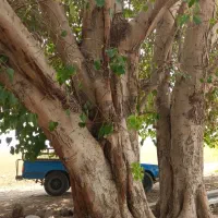 برش و خرید چوب|خدمات باغبانی و درختکاری|اندیمشک, |دیوار