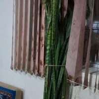 گل خانگی|گل و گیاه طبیعی|یاسوج, |دیوار