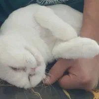 بچه گربه اسکاتیش