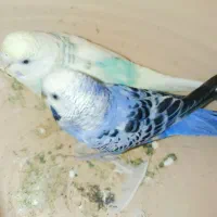 سه مرغ عشق|پرنده|سراوان, |دیوار
